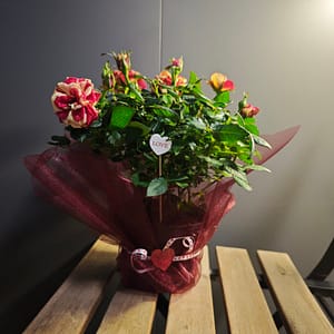 Szóbarózsa különleges citrom-vörös - díszcsomagolásban