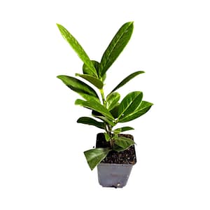 69b1c58ed5fdebcf7f69a4b5 Babérmeggy