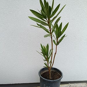 2026/03/4277-scaled.jpg Roseum (80cm)