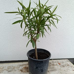 2026/03/4278-scaled.jpg Bordó (35-60 cm)