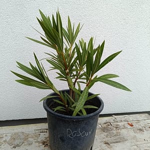 2026/03/4279-scaled.jpg Roseum (30-40 cm)