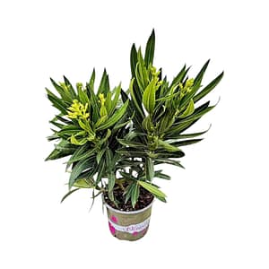 69c68e6049d0c19e440b8db7 Leander Bokor - fehér (50cm)