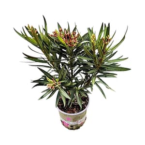 69c68ed3506e0e6b8e82bb2a Leander Bokor - rózsaszín (50cm)