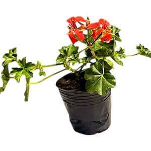 69d799d174bda73f2b346c01 Futó muskátli - piros