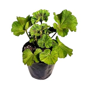 69d79a5674bda73f2b346cde Álló muskátli