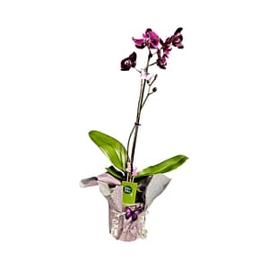 69c6739fc33795f7accf12e7 Lepkeorchidea 52 cm- sötétlilás-bordós (1)