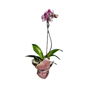 69c674d0506e0e6b8e82b2b2 Lepkeorchidea 61 cm - világos rózsaszín-lila (2)