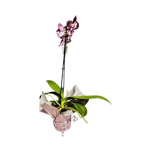 69c675de506e0e6b8e82b342 Lepkeorchidea 53 cm - sötétlila és fehér (3)