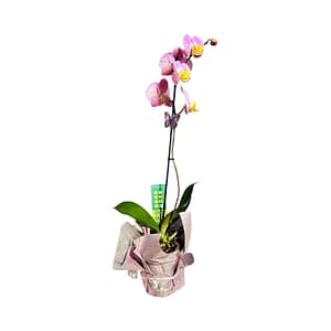 69c676b449d0c19e440b84fa Lepkeorchidea 49 cm - pasztell rózsaszín (4)