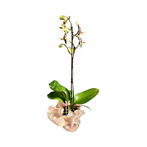 69c677f0506e0e6b8e82b3f4 Lepkeorchidea 56cm - sárgás-zöldes (5)