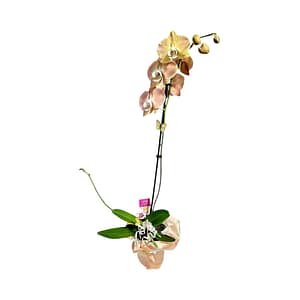 69c6791bc33795f7accf1727 Lepkeorchidea 62 cm - barack, lazac és meleg pasztell sárga (6)