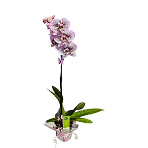 69c67a48506e0e6b8e82b4b3 Lepkeorchidea 64 cm - sötétbíbor (7)