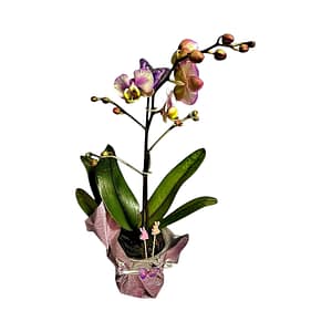 69c67d9d49d0c19e440b87a4 Lepkeorchidea 47 cm - márványos (10)