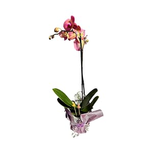 69c67e4fc33795f7accf18b7 Lepkeorchidea 46 cm - púderrózsaszín és mályva (11)