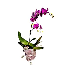 69c680c249d0c19e440b888b Mini Lepkeorchidea 40 cm - málna (13)
