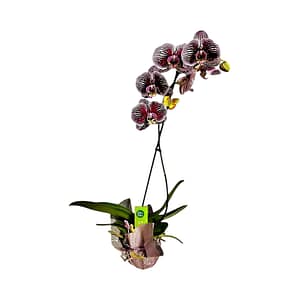 69c6817549d0c19e440b88c1 Lepkeorchidea 54 cm - mély, sötét szederlila (14)