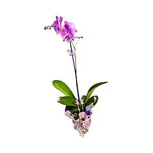 69c68213506e0e6b8e82b6a6 Lepkeorchidea 52 cm - levendulás-rózsaszín (15)