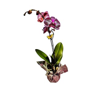 69c6842fc33795f7accf1e20 Lepkeorchidea 53 cm - pöttyös málnaszörp (16)