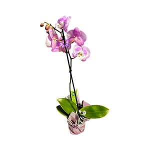 69c69c6749d0c19e440b938d Lepkeorchidea 55 cm - rózsaszín (18)