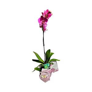 69c6b365c33795f7accf2fac Lepkeorchidea 53 cm - élénk rózsaszín (19)