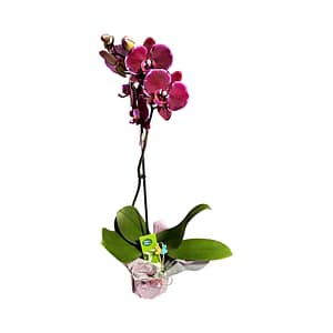 69c6b689c33795f7accf305b Lepkeorchidea 55 cm - bársonyos meggybordó (23)