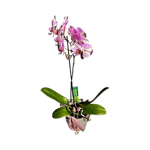 69c6bba5c33795f7accf310b (1) Lepkeorchidea 53 cm - Málna-Márvány (25)