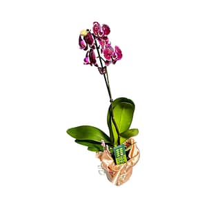Lepkeorchidea 49 cm - bársony (26)
