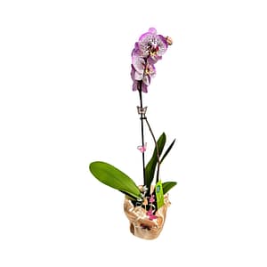69c6c2cbc33795f7accf31f7 Lepkeorchidea 54 cm - eperhabos (27)