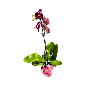 69c6c4f3506e0e6b8e82cb5f Lepkeorchidea 54 cm - lila és szeder (28)