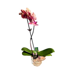 69c6cdcec33795f7accf340e Lepkeorchidea 54 cm - barack-púder (29)