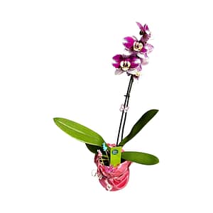 Lepkeorchidea 41 cm - fukszia-bíbor (31)