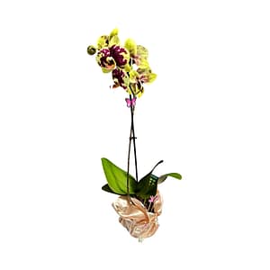 Lepkeorchidea 53 cm - (32)