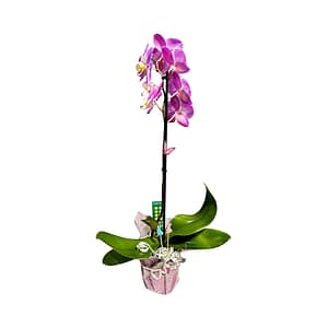 Lepkeorchidea 54 cm - levendulalila (33)