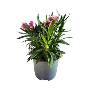 69db633f3c7046e2a6b08172 Kerti Szegfű - mélyrózsaszín és bordó