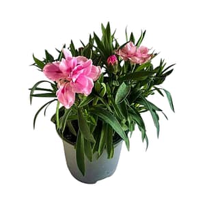 69db64b96b1a81cc68340007 Kétszínű Kerti Szegfű