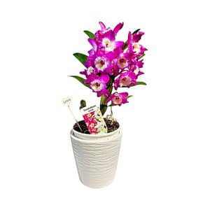 69e0c07a488442231bbb6a50 Bambuszorchidea - kaspóban 30 cm