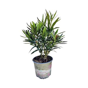 Leander bokor - bordó (50cm)
