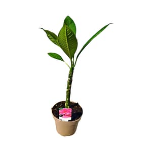 Pasztell Rózsaszín Frangipáni (Plumeria) Cserepes Növény – Trópusi Álom Pasztell rózsaszín virágú Frangipáni, vagyis Plumeria fiatal cserepes trópusi növény a SzuziVirág kínálatából.