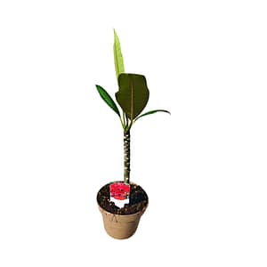 Mélypiros Frangipáni (Plumeria) Cserepes Növény – Trópusi Álom Mélypiros virágú Frangipáni, vagyis Plumeria fiatal cserepes trópusi növény a SzuziVirág kínálatából.