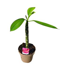 Élénk Pink Frangipáni (Plumeria) Cserepes Növény – Trópusi Álom Élénk pink virágú Frangipáni, vagyis Plumeria fiatal cserepes trópusi növény a SzuziVirág kínálatából.