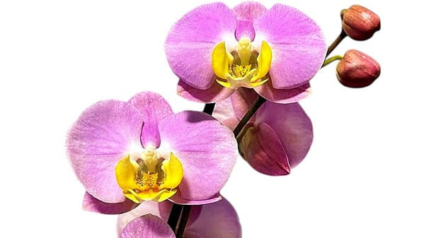 69c67686c33795f7accf14f8 Lepkeorchidea 49 cm - pasztell rózsaszín (4)