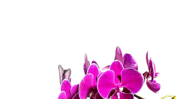 69c680a949d0c19e440b8882 Mini Lepkeorchidea 40 cm - málna (13)