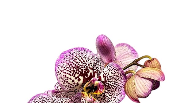 69c674d0506e0e6b8e82b2b3 Lepkeorchidea 61 cm - világos rózsaszín-lila (2)