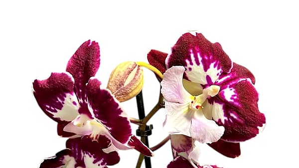 69c675be49d0c19e440b84c7 Lepkeorchidea 53 cm - sötétlila és fehér (3)