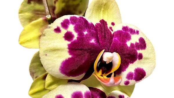 69c677c349d0c19e440b8568 Lepkeorchidea 56cm - sárgás-zöldes (5)