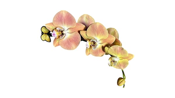 69c678df49d0c19e440b85c6 Lepkeorchidea 62 cm - barack, lazac és meleg pasztell sárga (6)