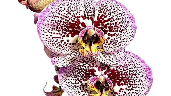 69c67a48506e0e6b8e82b4b2 Lepkeorchidea 64 cm - sötétbíbor (7)