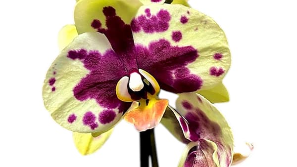 69c67aeec33795f7accf17c5 Lepkeorchidea 59 cm - sárgás-zöldes (8)