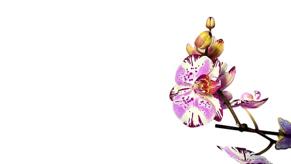 69c67c0bc33795f7accf181c Lepkeorchidea 50 cm - sötétlila (9)