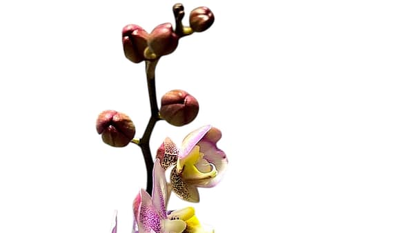 69c67d7849d0c19e440b8797 Lepkeorchidea 47 cm - márványos (10)